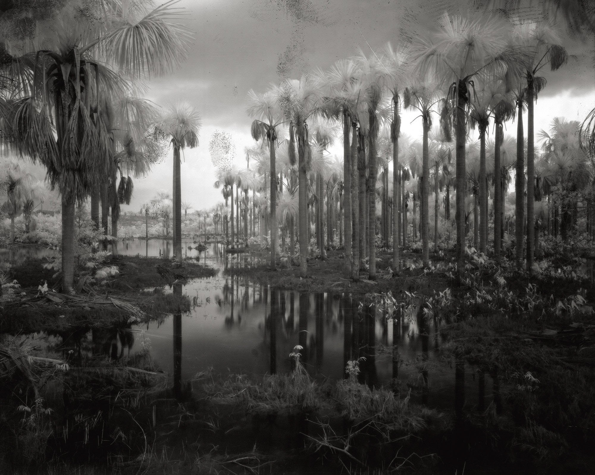 © Richard Mosse, from Broken Spectre