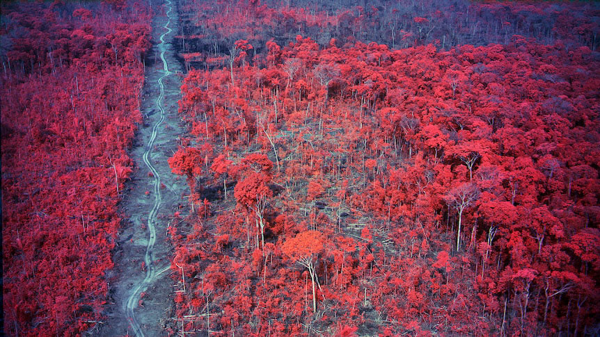 © Richard Mosse, from Broken Spectre