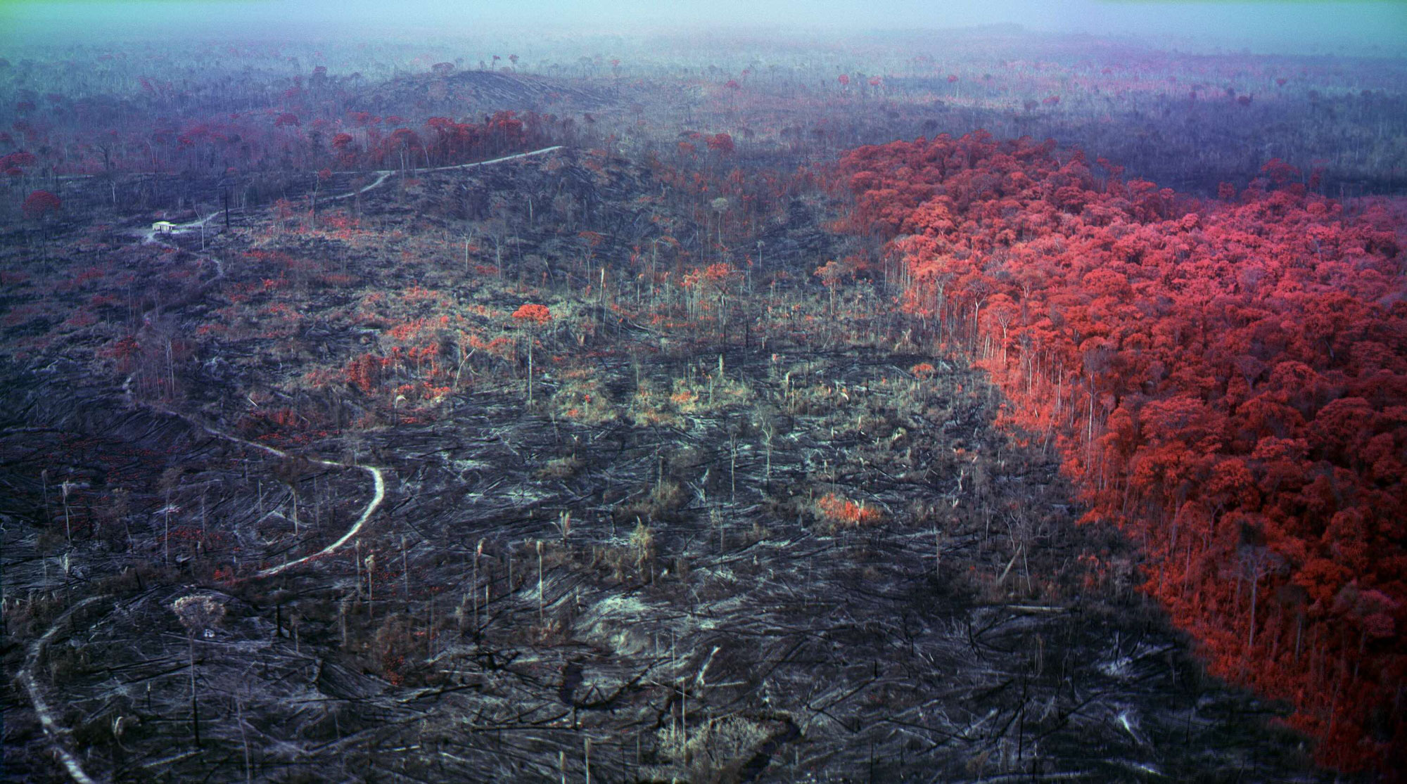 © Richard Mosse, from Broken Spectre