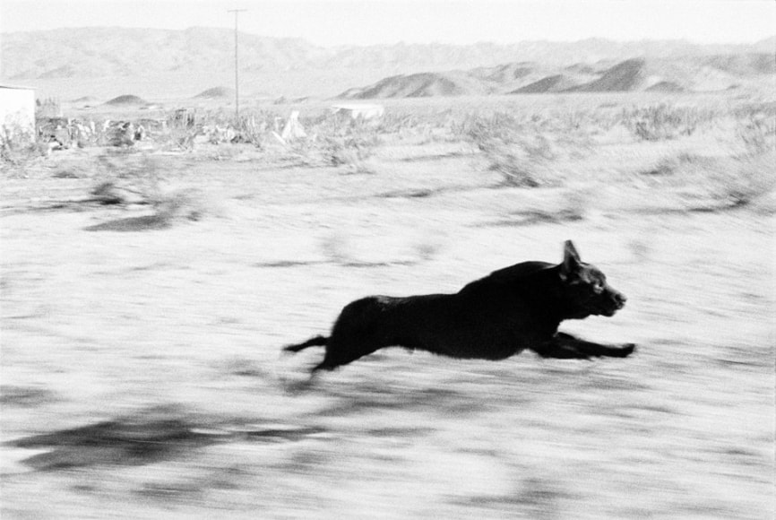 © John Divola from "Dogs Chasing My Car in the Desert""