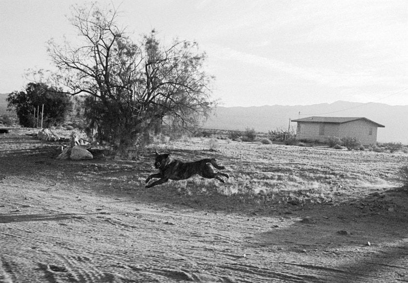 © John Divola from "Dogs Chasing My Car in the Desert""