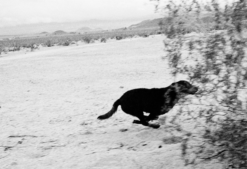 © John Divola from "Dogs Chasing My Car in the Desert""