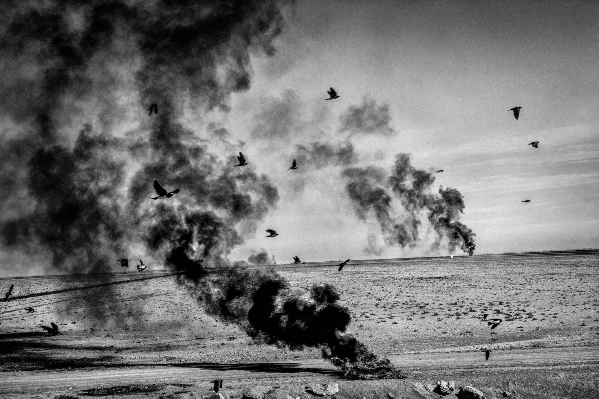 Corcoran, California. 2014. Fallowed tomato fields., 2014