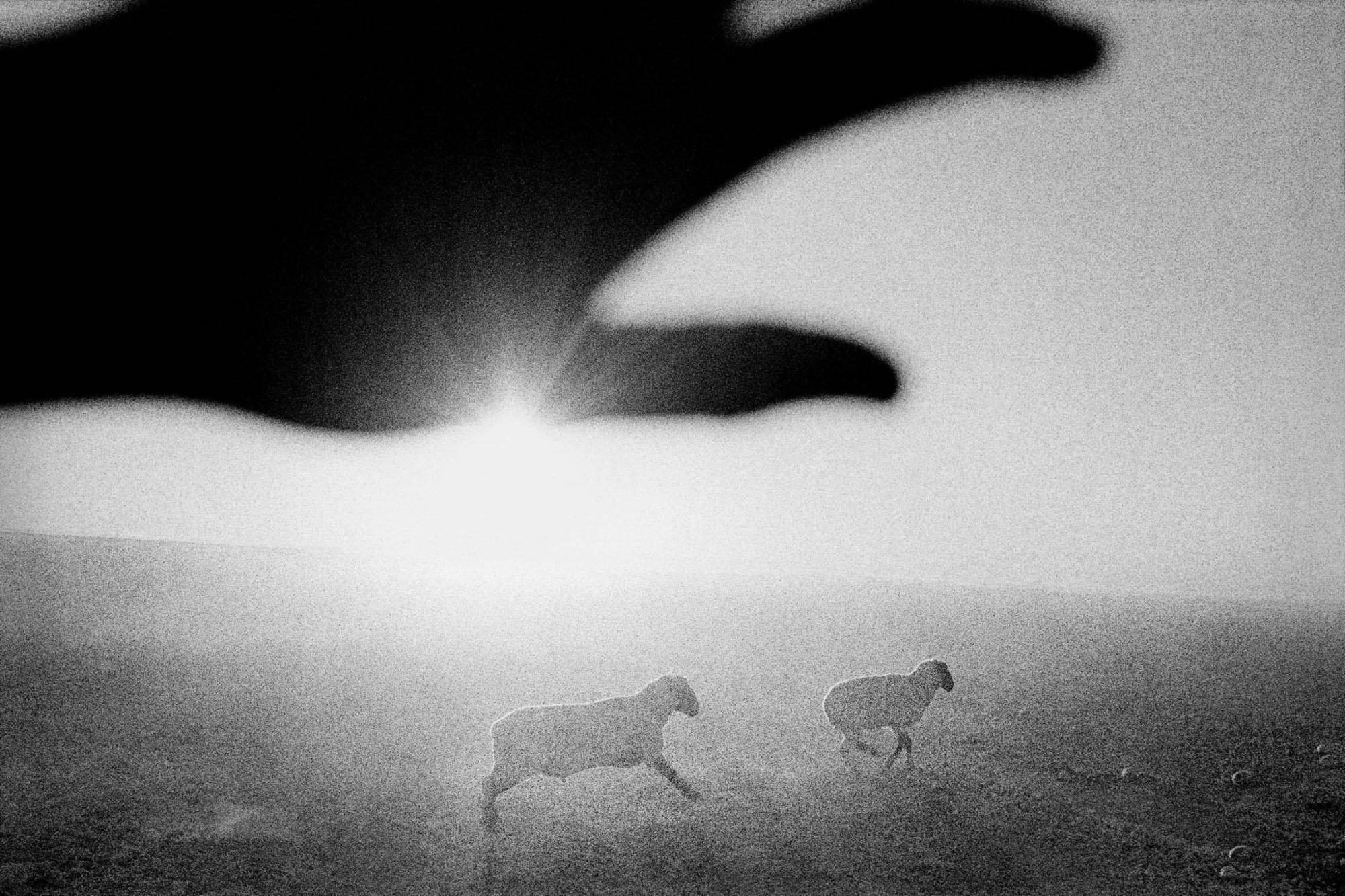 Firebaugh, California. 1995. Sheep at dawn., 1995