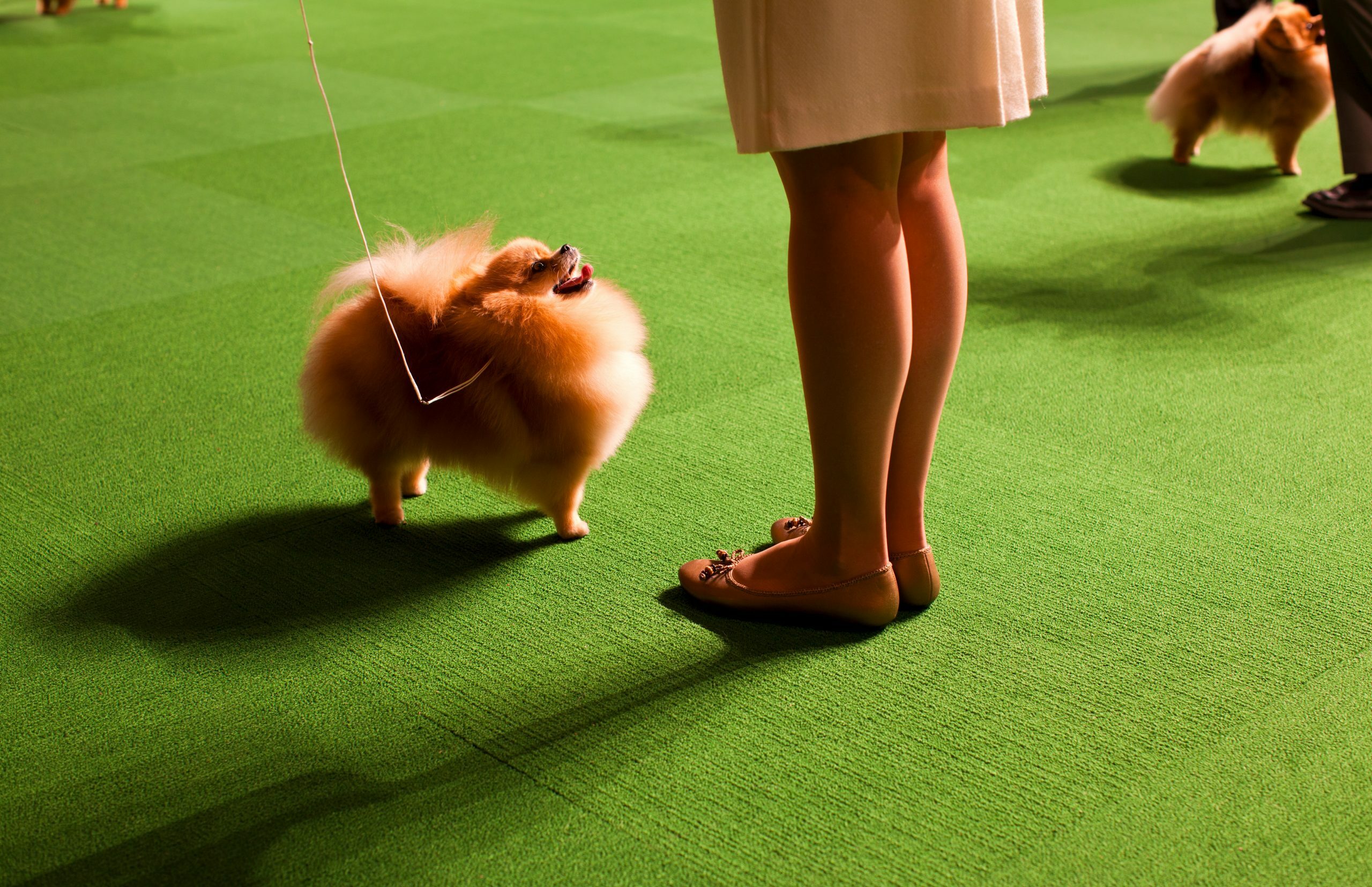 Double Pomeranian, 2012 © Dolly Faibyshev