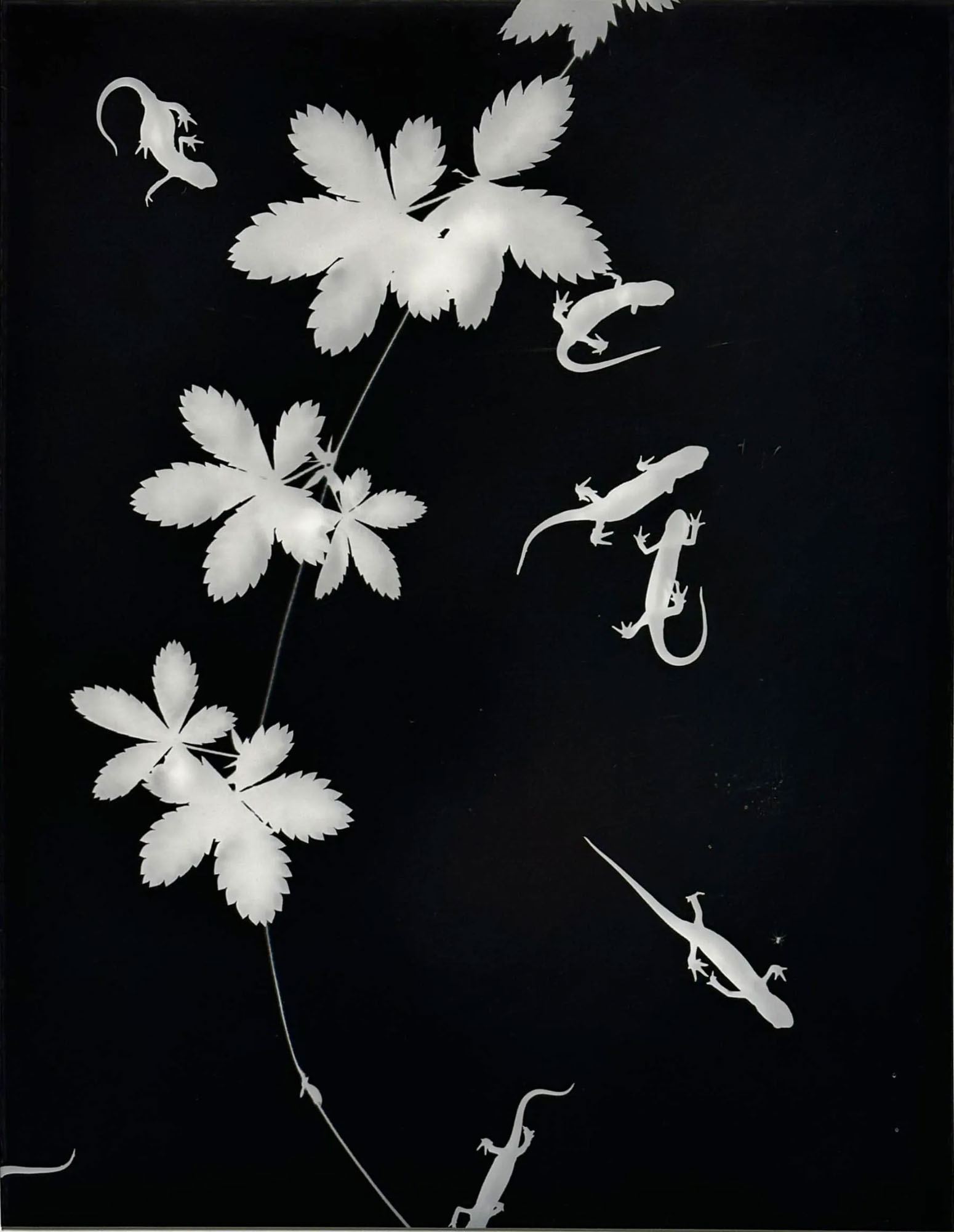 Eastern newts and spider #2, 2019, New York. © Zana Briski