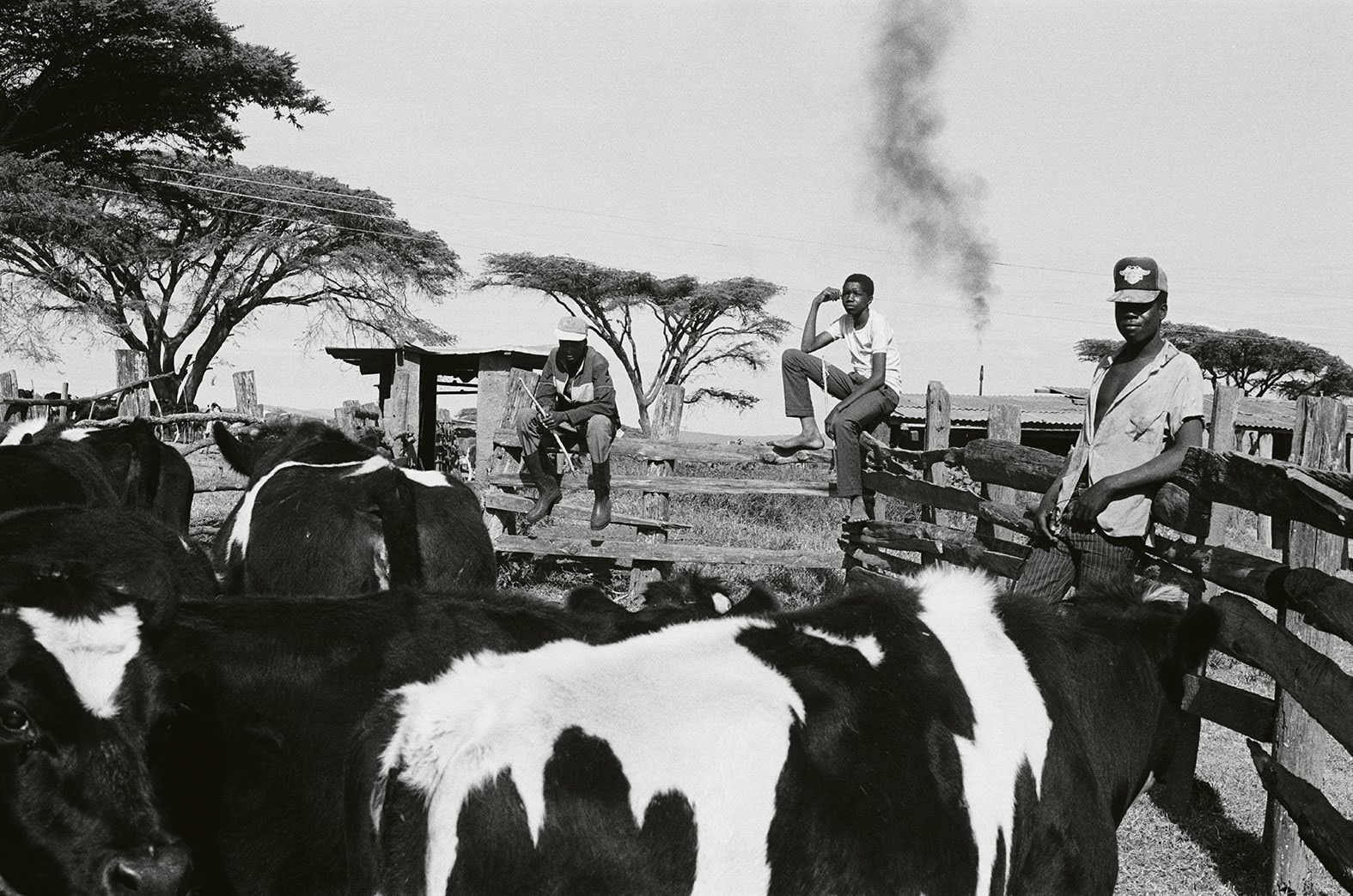 Joy Kahumbu, Cattle Ranchers at Kenziwa Farm, Njoro, Nakuru County, Kenya, 1991, from Shining Lights by Joy Gregory (ed.) (MACK, 2024)