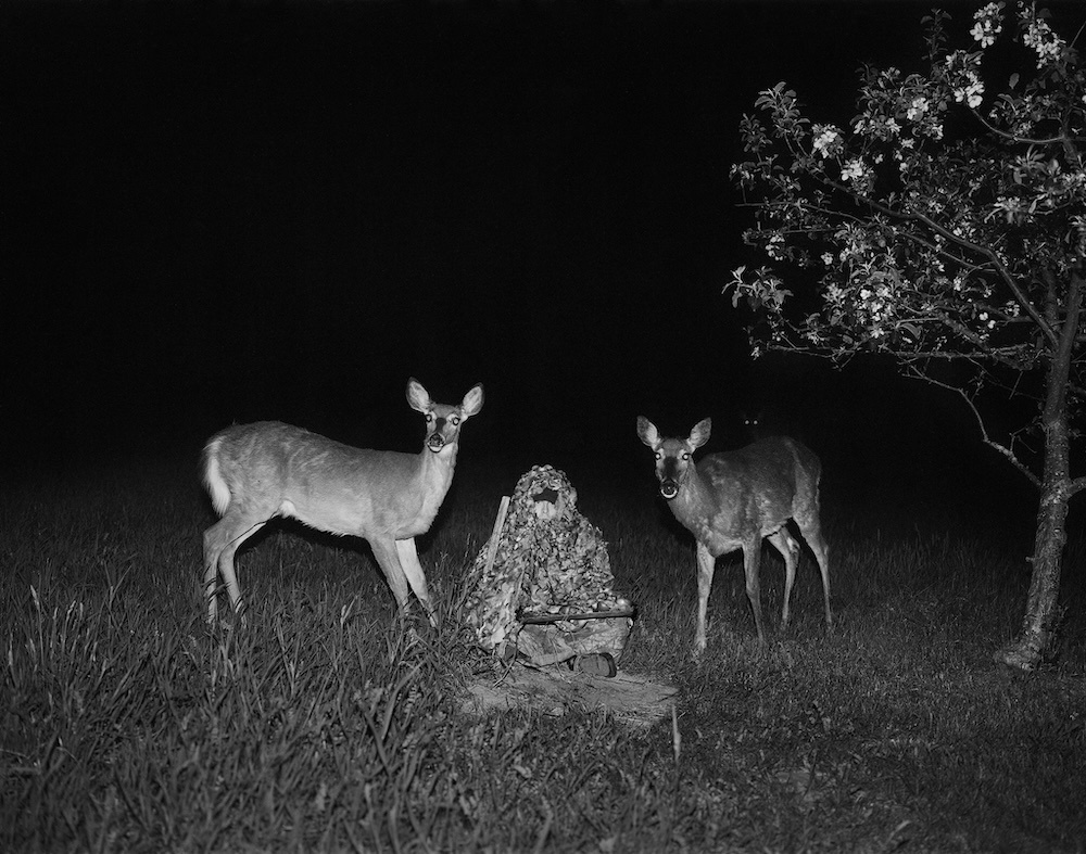 deer 2022  Accompanied by a certificate of authenticity signed by the artist  Archival pigment print in stained ash wood frame (Edition of 3 + 2 APs)  18 x 22 inches, image // All images courtesy of and owned by Pia Paulina Guilmoth