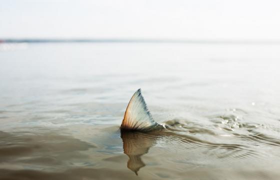 Feature: An Interview with Corey Arnold