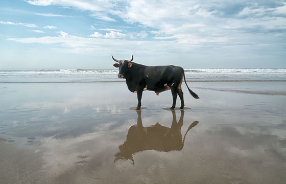 Christoper Rimmer's "Amapondo" @ Jan Royce Gallery, Cape Town