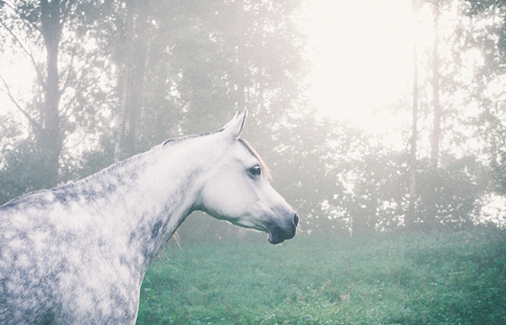 Isabella Ståhl's  “Finding Haze"