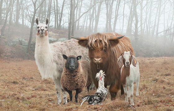 Best of 2014: Glamour Shots for Goats