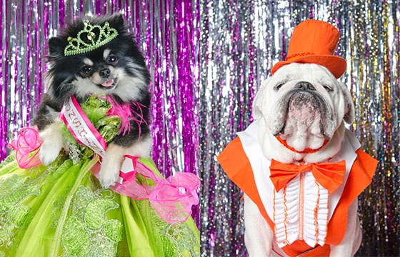 Dog Pageant