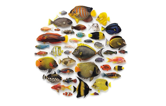 Christopher Marley’s “Biophilia”