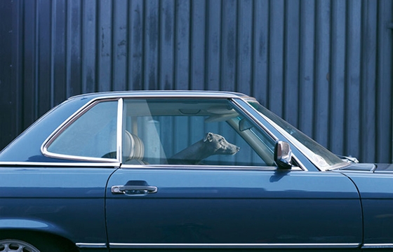 The Silence of Dogs in Cars