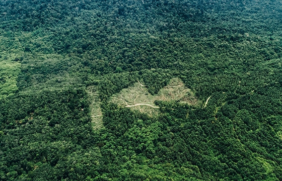 SplashAndBurn x Escif 'Rewind' the Sumatran Rainforest