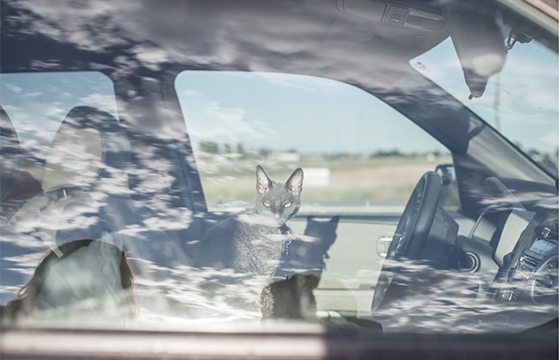 "The Duke of Earl" by Christopher Bethell