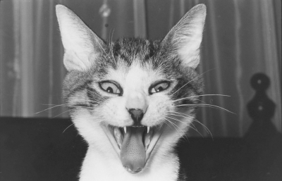 Masahisa Fukase’s Photographs of His Cats image