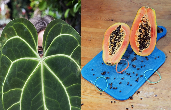 The work of Joshua Mathews