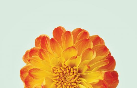 Photos of Flowers by Sasha Kurmaz