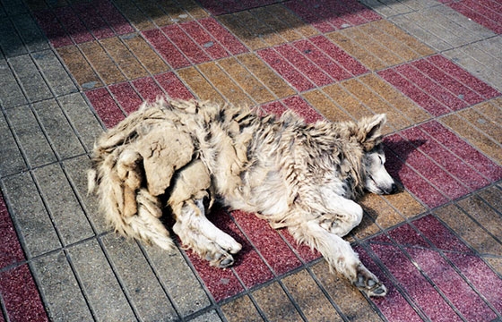 Johannes Gierlinger's "NEW ENDING"