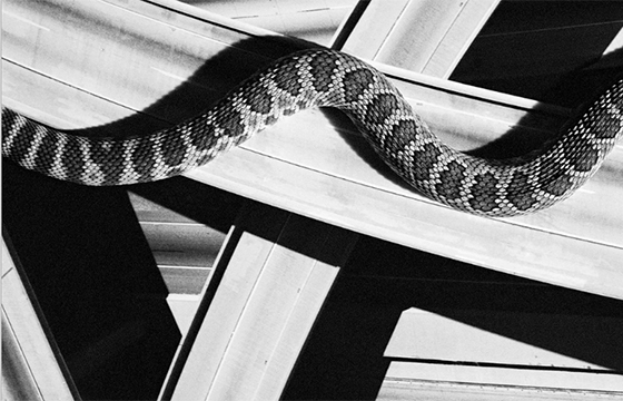 David Black's "Cerro Gordo" book signing