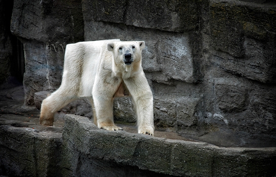 Aditya Aryanto' animals get the Minecraft treatment