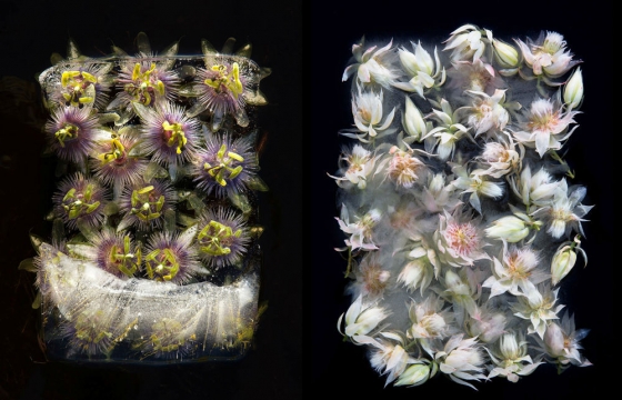 Flowers Frozen in Ice