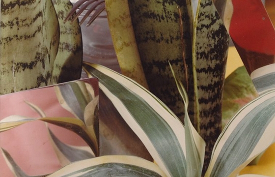 Jan Groover and Hanno Otten's "Geometries"