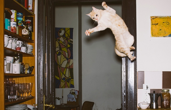 Because you need the distraction... Jumping Cats