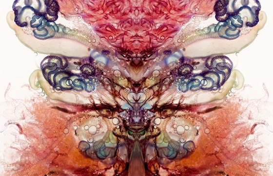 Aaron Ansarov's Photographs of Portuguese Man O' War