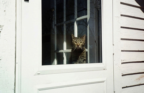 "Animals That Saw Me" by Ed Panar