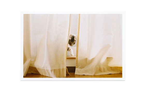 The Work of Nanako Koyama