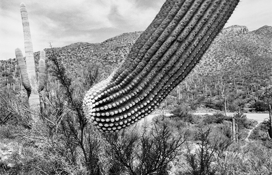 Lee Freidlander: Western Landscapes