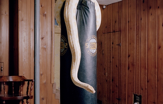 Areca Roe's "Housebroken"