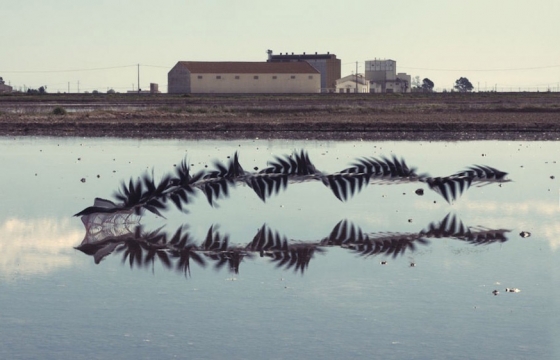 Xavi Bou's "Ornitographies"