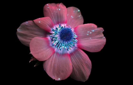 Craig Burrows Photographs The Invisible Light That Plants Emit