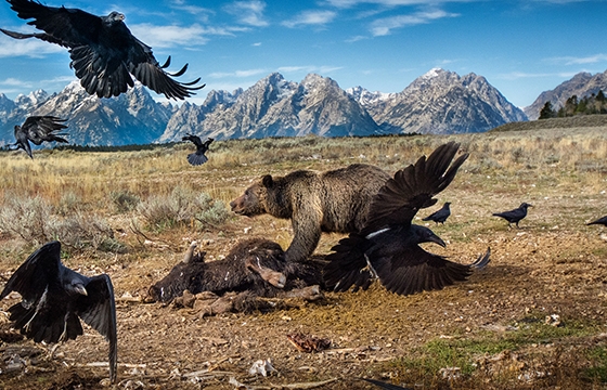 Wildlife Photographer of the Year @ the Natural History Museum in London