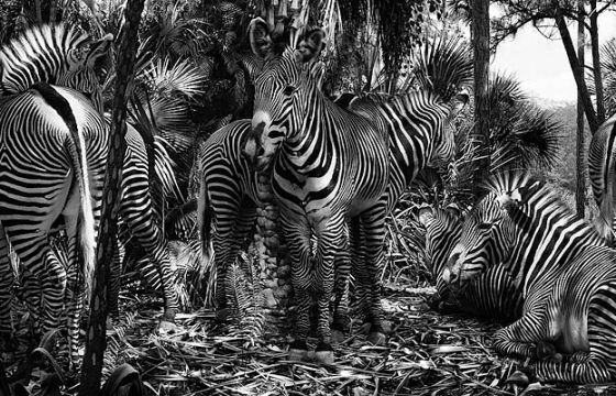 The Poetics of Simen Johan @ Yossi Milo Gallery