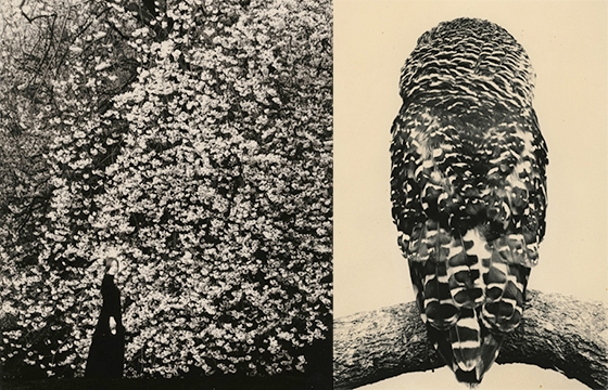 Yamamoto Masao's "Tori" @ Yancey Richardson