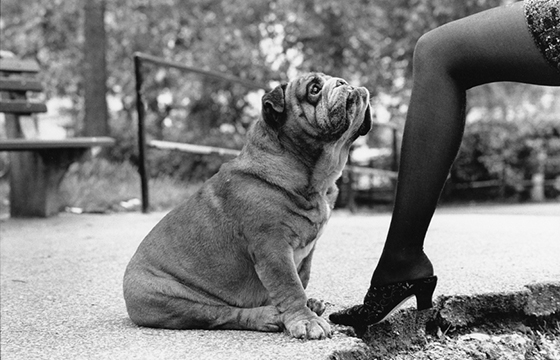 Elliott Erwitt @ Robert Koch Gallery