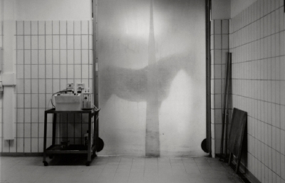 Andrea Modica's Photographs of an Italian Horse Hospital image