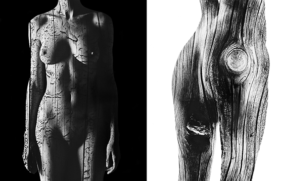 "Ancient Wood" by Steve Engelmann