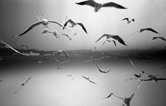 The work of  Kyler Zeleny