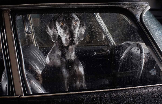 Martin Usborne's "The Silence of Dogs in Cars"