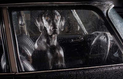 Martin Usborne's "The Silence of Dogs in Cars" image