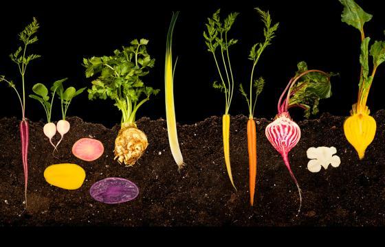 The World Cut In Half: Food Photography by Ryan Matthew Smith