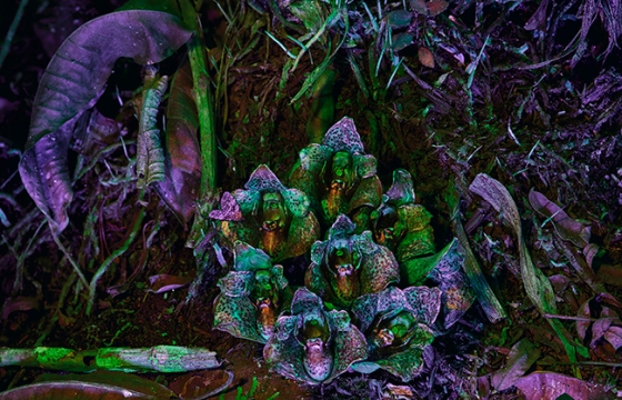 Richard Mosse Captures the Beauty of the Rainforest in Ultraviolet Fluorescence