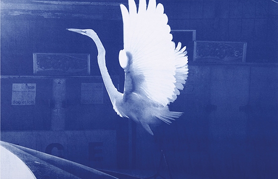 Tim Barber's "Blues" @ Agnes b., New York