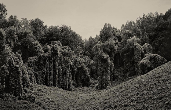 Helen Schmitz's "Kudz Project"